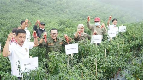 Sektor Pertanian Sumbang Hampir 30 Persen Pdrb Tanah Datar