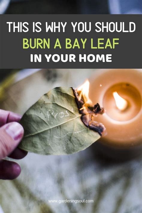 This Is Why You Should Burn A Bay Leaf In Your Home Burning Bay