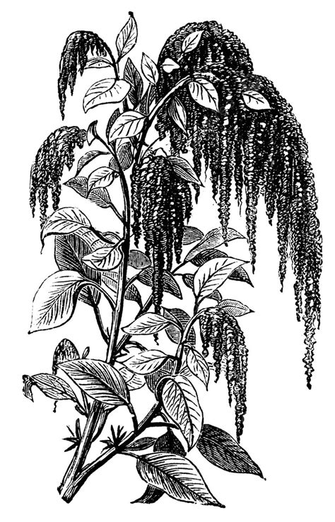 Foxtail Amaranth Or Amaranthus Caudatus Vintage Engraving Quelite