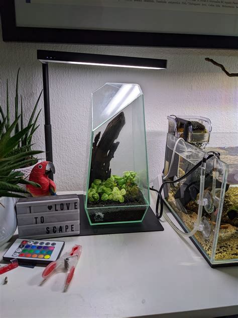 Mini Terrarium F R Anf Nger Alles Was Du Wissen Musst Inklusive