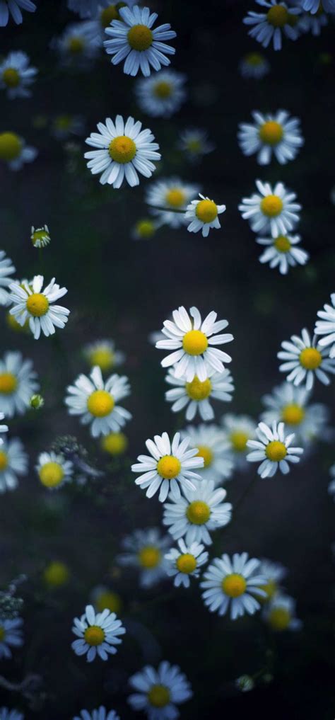 Daisies Wallpaper - Wallpaper Sun