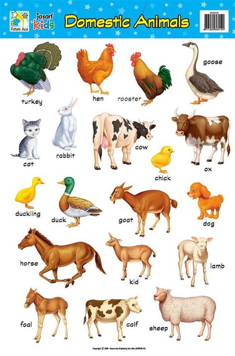 Pet Animals Names in English