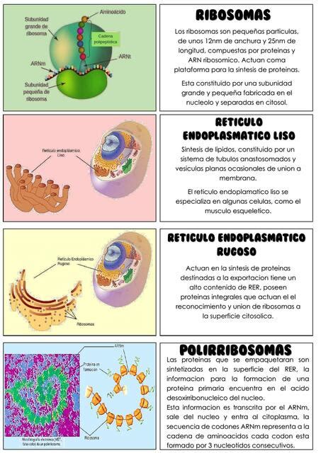 Orgánulos Celulares IRENE ROJAS uDocz