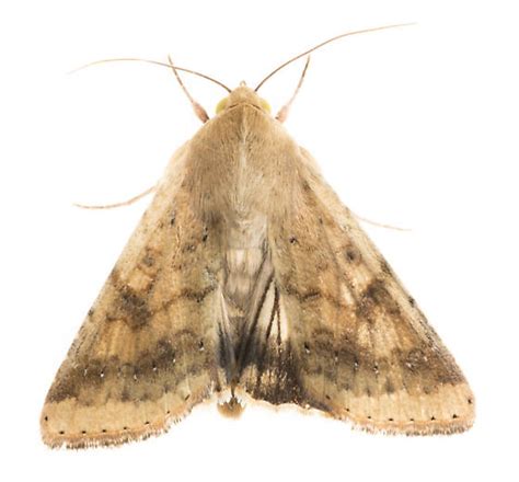 Corn Earworm Moth Helicoverpa Zea Bugguidenet