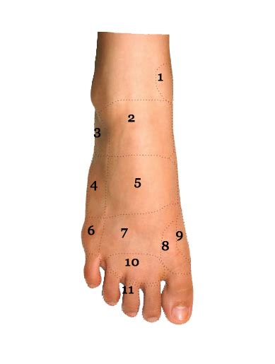 Foot Pain Top Of Foot Diagram