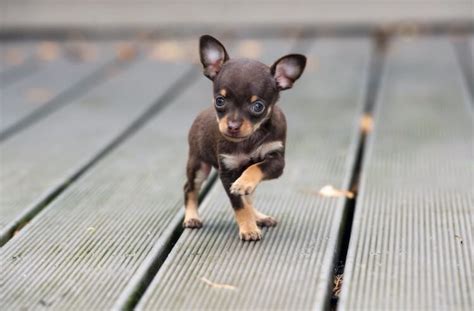 The A-Z List of 400 Cute, Sassy and Fun Chihuahua Names | All Things Dogs