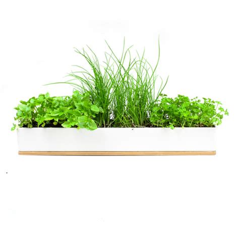 MICRO HERBS WINDOWSILL GROW KIT | Urban Greens Co