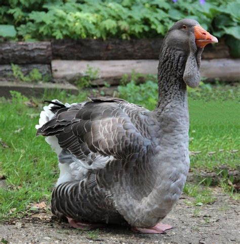 Exhibition Dewlap Toulouse Backyard Chickens