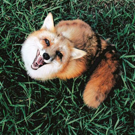 Here S What It S Like To Live With Juniper The World S Happiest Fox