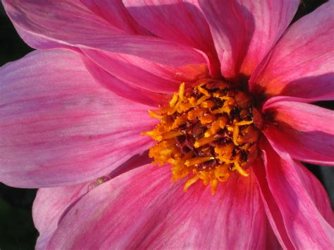 Two-Handed Stitcher: Friday Flowers: Purple, Pink & Orange