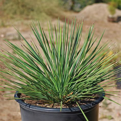 Shop 'Yucca linearifolia - Linear Leaf Yucca' Care and Growing Guide