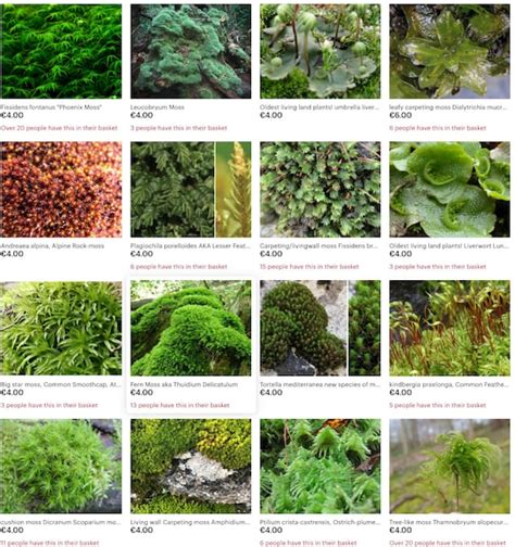 Moss Collection Select 15 To 45 Species Of Moss From Our Moss Etsy Uk