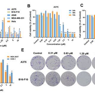 IR 817 Selectively Inhibited Melanoma Cell Proliferation A The Cell