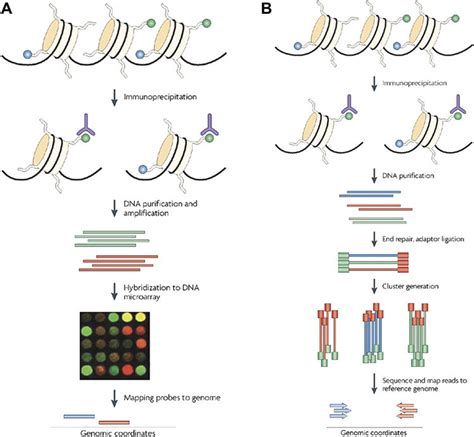 Chromatin Immunoprecipitation Histone Modifications