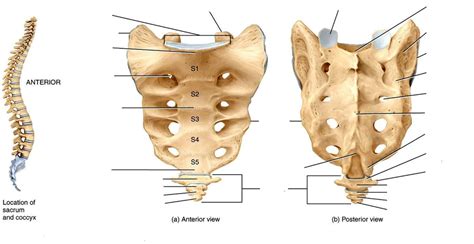 Sacrum Diagram Unlabeled