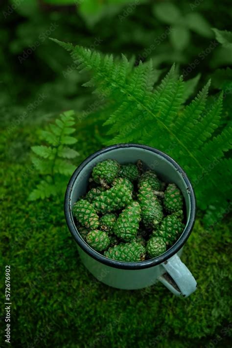 young green pine cones in cup in forest, dark natural blurred background. young pine tree cones ...