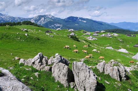 Premium Photo Velika Planina Or Big Pasture Plateau In The Kamnik