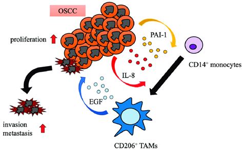 schematic model   interaction  oscc  tam subsets oscc