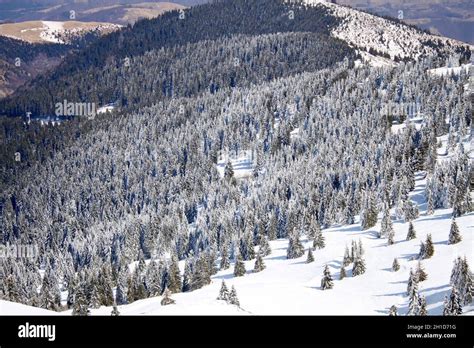 Winter On Kopaonik Mountain Serbia Stock Photo Alamy