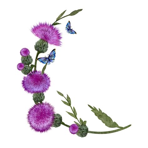 Thistle PNG Vector PSD And Clipart With Transparent Background For