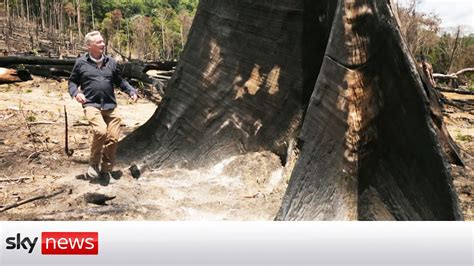 Cop Destruction Surges In The Amazon Rainforest Of Brazil Youtube