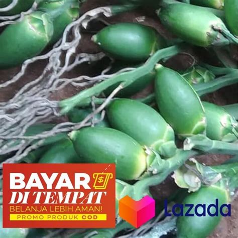 Buah Pinang Muda Segar Gr Lazada Indonesia