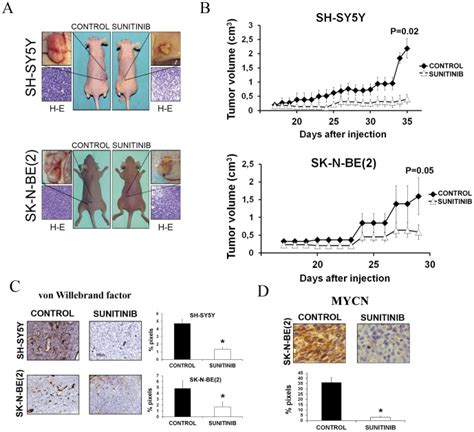 A Representative Athymic Nude Mice Subcutaneously Injected With