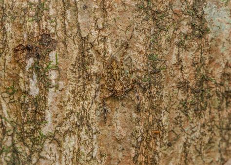 Disguised Hunter Phaeacius Malayensis Jumping Spider Camou Flickr