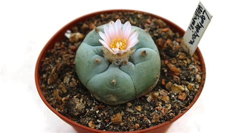 Peyote Le Cactus Le Plus Populaire