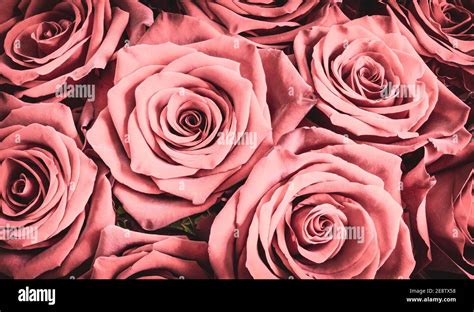 Roses background. Romantic pink rose bouquet Stock Photo - Alamy