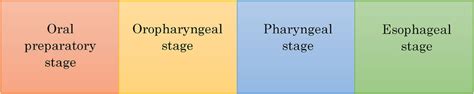 Four Stage Model Of The Stages Of Dysphagia The Process Of Swallowing