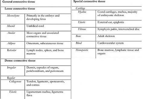 Connective Tissue Types Functions And Location Jotscroll Tissue