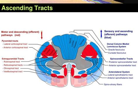 Ppt Ascending Tracts Of The Spinal Cord Powerpoint Presentation Id