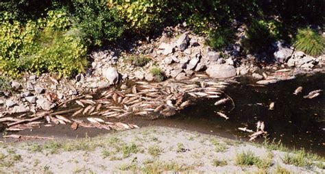 Removal of Klamath Dams Would Be Largest River Restoration in U.S. History | KQED