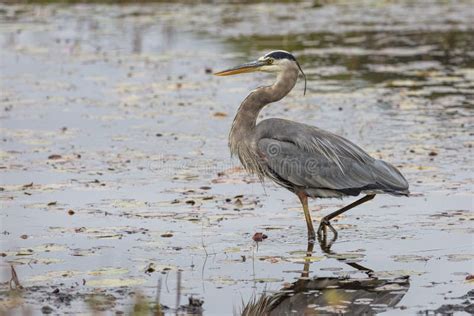 Great Blue Heron Stalking Its Prey In A Marsh Stock Image Image Of