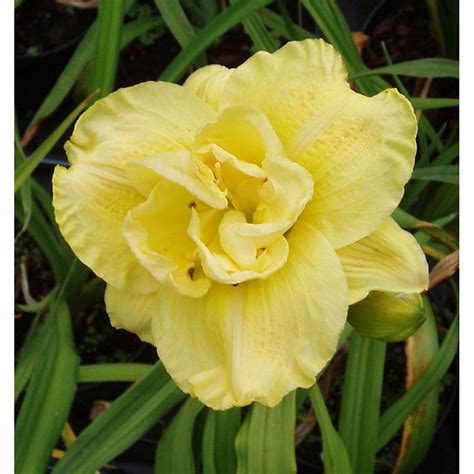 Beautify Daylily Bulbs For Planting Daylily Plants Live Long Flowering