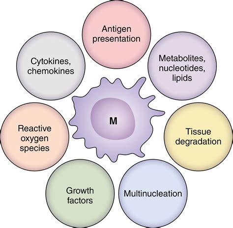 Immunology Of Giant Cell Arteritis Circulation Research