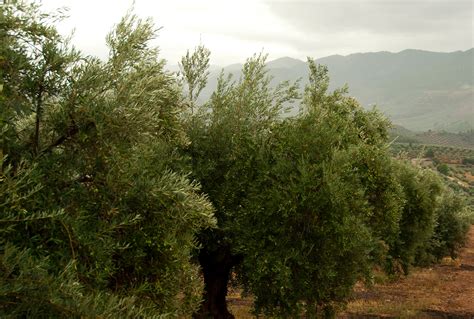 El olivar es una joya ecológica que debemos mimar al máximo AgroCLM