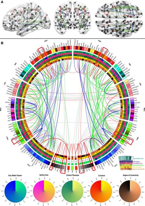 First Map Of Core White Matter Connections Of Human Brain Developed At