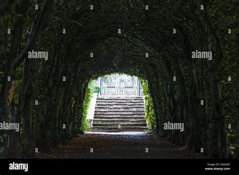 Tunnel of trees at St Fagans Museum Stock Photo - Alamy