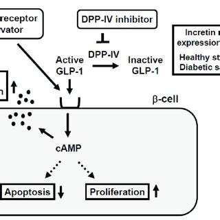 Mechanism of action of incretin and incretin-based agents in pancreatic ...