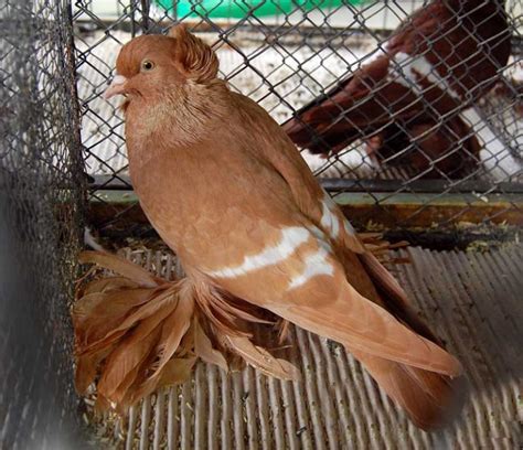 Saxon Field Pigeon Sächsische Feldfarbentaube Pigeontype