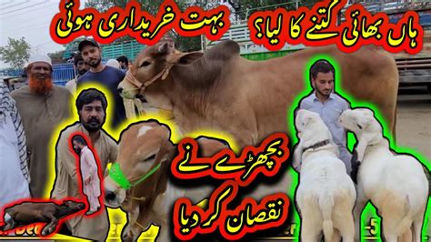 HAAN BHAI KITNE KA LIYA WEDNESDAY UPDATE MAY 2023 HAMMAD BAKRA