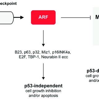 Arf Involvement In Tumor Suppression Relies On P Dependent And