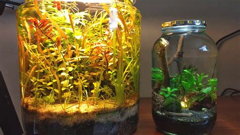 Desain Aquarium Mini Dan Unik Cocok Untuk Hiasan Rumah