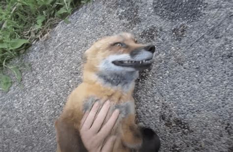 Foxes really do laugh and this YouTube video offers proof