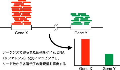 Rna Seqによる遺伝子発現の解析とは？原理やメリット・デメリットを解説！ 生命科学ラボ