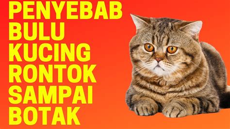 Penyebab Bulu Kucing Rontok Sampai Botak Youtube