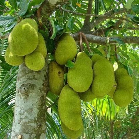 Mango Full Sun Exposure Jack Fruits Grafted Plant For Garden At Rs 100