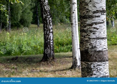 Birch Grove Sunny Day In The Forest Stock Image Image Of Branch